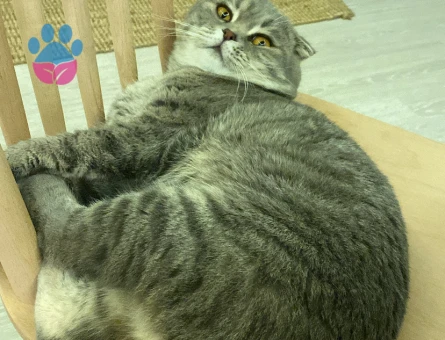 Scootish Kedimize Eş arıyoruz