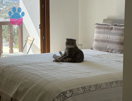 Scootish Kedimize Eş arıyoruz