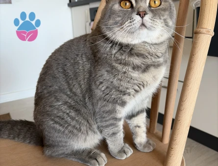 Scootish Kedimize Eş arıyoruz