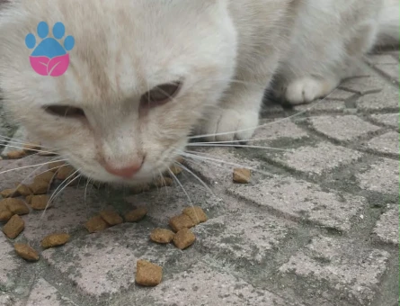 Ücretsiz cins kedi sahiplendirme - 10232 - Görsel 2