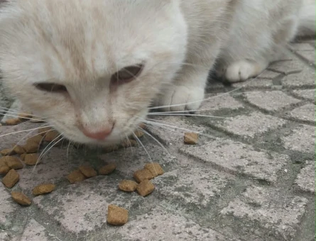 Ücretsiz cins kedi sahiplendirme - 10232