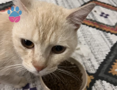 Ücretsiz cins kedi sahiplendirme - 10232 - Görsel 3