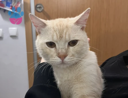Ücretsiz cins kedi sahiplendirme - 10232 - Görsel 4