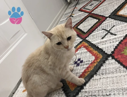 Ücretsiz cins kedi sahiplendirme - 10232 - Görsel 5