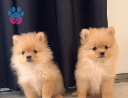 Pomeranian boo - 10233 - Görsel 2