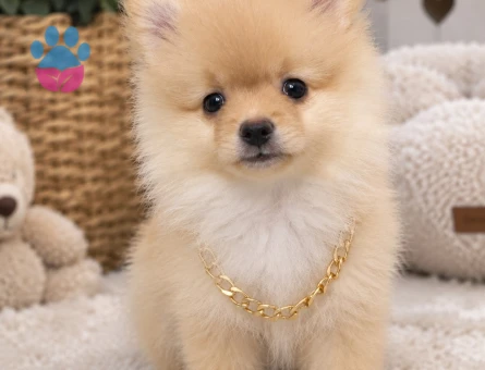Pomeranian boo - 10233 - Görsel 4