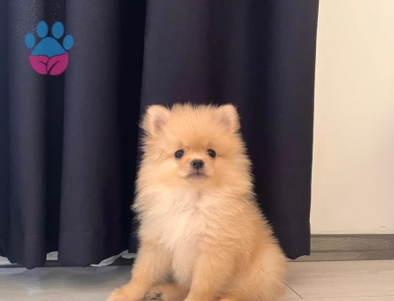Pomeranian boo - 10233 - Görsel 5