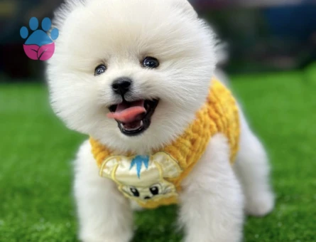 POMERANIAN ÜRETİM ÇİFTLİĞİNDEN - 10234 - Görsel 2