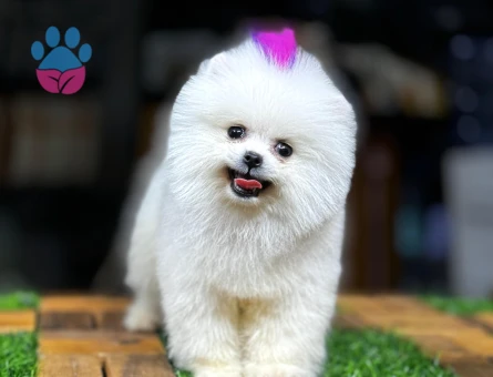 POMERANIAN ÜRETİM ÇİFTLİĞİNDEN - 10234 - Görsel 5
