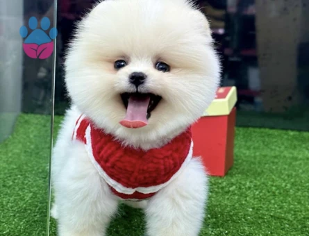 POMERANIAN ÜRETİM ÇİFTLİĞİNDEN - 10234 - Görsel 4