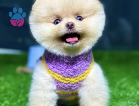 POMERANIAN ÜRETİM ÇİFTLİĞİNDEN - 10234 - Görsel 3