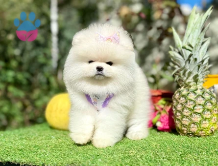 POMERANIAN ÜRETİM ÇİFTLİĞİNDEN - 10235