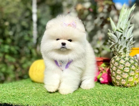 POMERANIAN ÜRETİM ÇİFTLİĞİNDEN - 10235