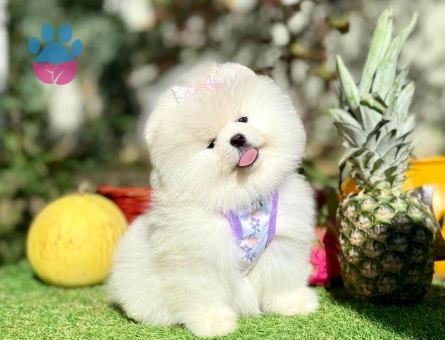POMERANIAN ÜRETİM ÇİFTLİĞİNDEN - 10235 - Görsel 3