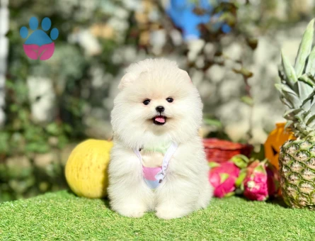 POMERANIAN ÜRETİM ÇİFTLİĞİNDEN - 10235 - Görsel 4