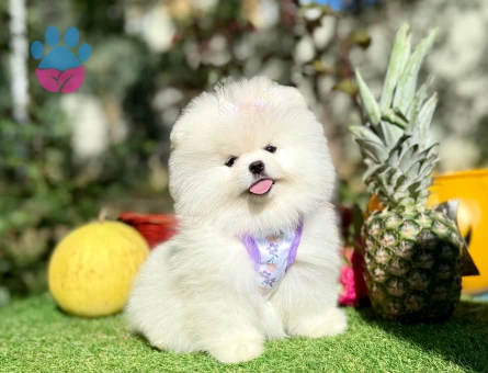 POMERANIAN ÜRETİM ÇİFTLİĞİNDEN - 10235 - Görsel 5