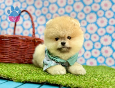 POMERANIAN ÜRETİM ÇİFTLİĞİNDEN - 10236 - Görsel 3