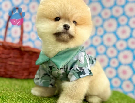 POMERANIAN ÜRETİM ÇİFTLİĞİNDEN - 10236 - Görsel 2