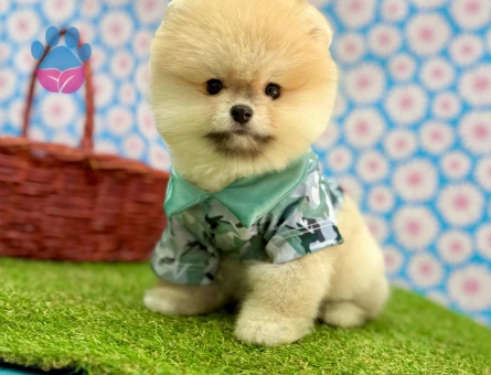 POMERANIAN ÜRETİM ÇİFTLİĞİNDEN - 10236 - Görsel 4