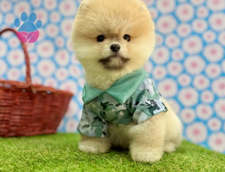 POMERANIAN ÜRETİM ÇİFTLİĞİNDEN - 10236 - Görsel 5
