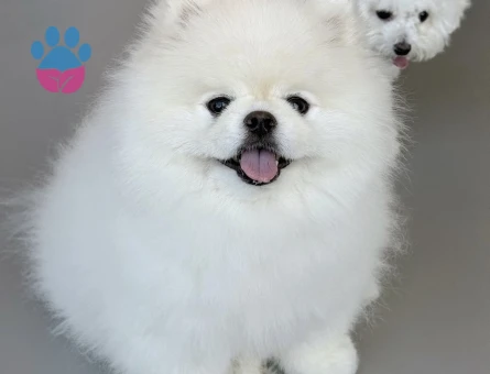 POMERANIAN ÜRETİM ÇİFTLİĞİNDEN - 10237 - Görsel 2