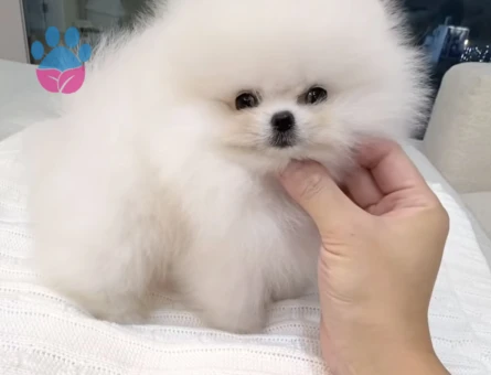 POMERANIAN ÜRETİM ÇİFTLİĞİNDEN - 10237 - Görsel 4