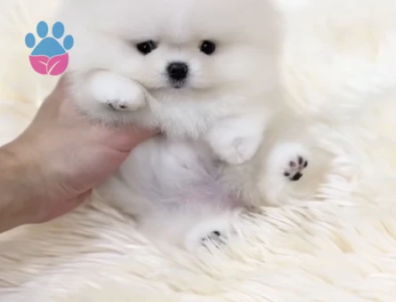 POMERANIAN ÜRETİM ÇİFTLİĞİNDEN - 10237 - Görsel 5