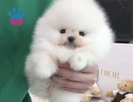 POMERANIAN ÜRETİM ÇİFTLİĞİNDEN - 10237 - Görsel 3