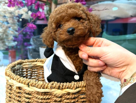 Dünya Tatlısı Red ToyPoodle Yavrularımız - 10240