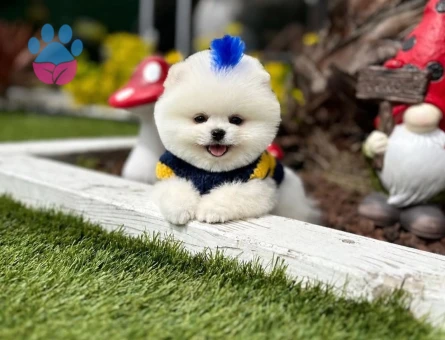Ayı Surat Pomeranian Boo yavrularımız - 10241