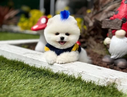 Ayı Surat Pomeranian Boo yavrularımız - 10241