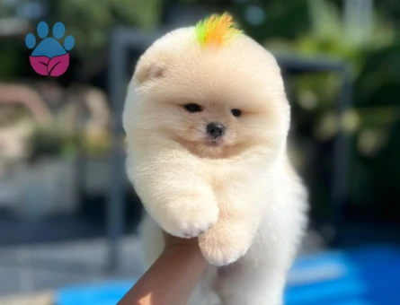 Ayı Surat Pomeranian Boo yavrularımız - 10241 - Görsel 3