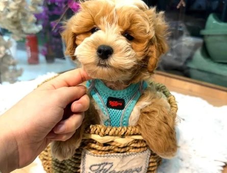Bebek Surat Maltipoo Yavrular Sizlerle - 10242