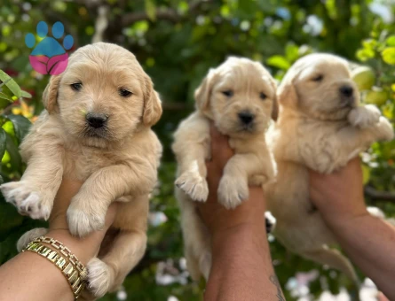 Golden bebekler - 10246