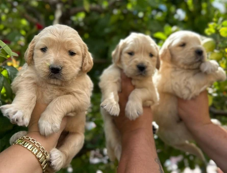 Golden bebekler - 10246