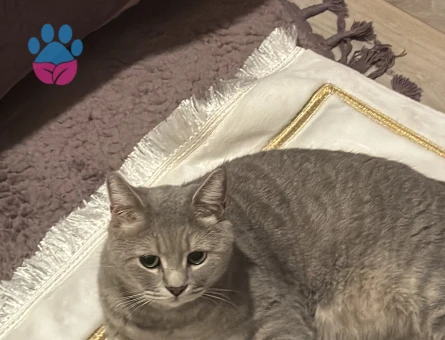 British Shorthair hüsoşuma yuva arıyoruz - 10247 - Görsel 2