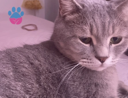 British Shorthair hüsoşuma yuva arıyoruz - 10247 - Görsel 3