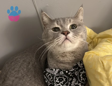 British Shorthair hüsoşuma yuva arıyoruz - 10247 - Görsel 4