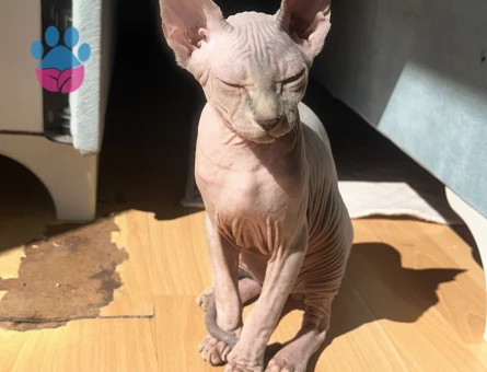 SFEKNS ERKEK ELF 35 AYLIK - 10249 - Görsel 2