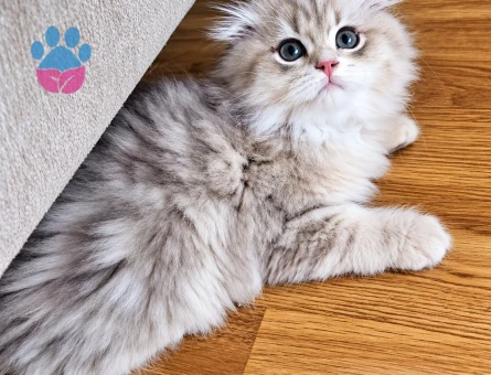British Longhair Irk ve sağlık garantili yavrularımız - 10250 - Görsel 2