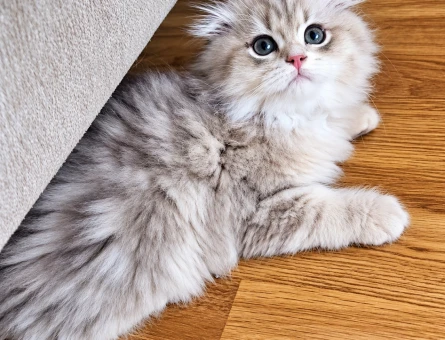 British Longhair Irk ve sağlık garantili yavrularımız - 10250