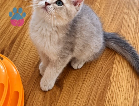 British Longhair Irk ve sağlık garantili yavrularımız - 10250 - Görsel 3