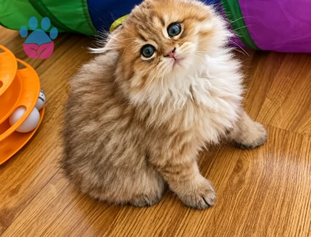 British Longhair Irk ve sağlık garantili yavrularımız - 10250 - Görsel 5