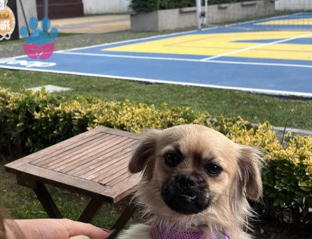 pekinez cinsi istanbul içi sahiplendirme - 10251 - Görsel 3