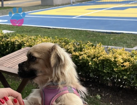 pekinez cinsi istanbul içi sahiplendirme - 10251 - Görsel 4