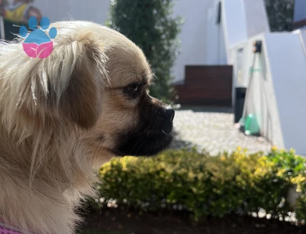 pekinez cinsi istanbul içi sahiplendirme - 10251 - Görsel 5