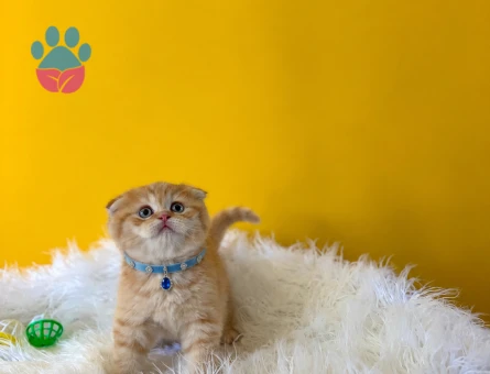 Golden Scottish Fold Erkel Yavrumuz 2 Aylık - 10252 - Görsel 2