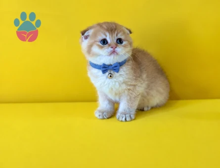 Portakal Tadında Scottish Fold Golden Erkek - 10253 - Görsel 3
