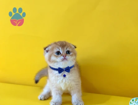 Portakal Tadında Scottish Fold Golden Erkek - 10253