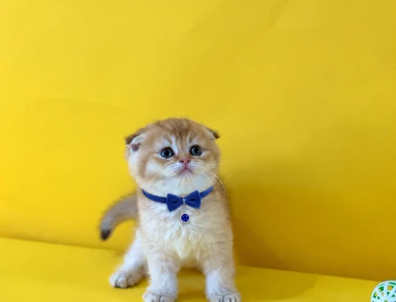 Portakal Tadında Scottish Fold Golden Erkek - 10253